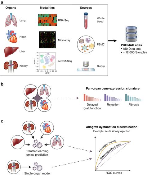 renal allograft recipient icd 10  Injury, poisoning and certain other consequences of external causes