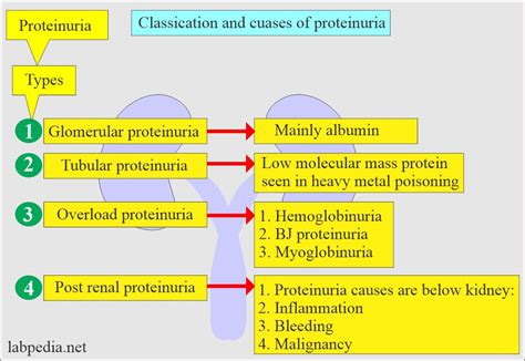 renal allograft recipient icd 10  This systematic review aimed to establish the clinical impact of statins in cardiac allograft recipients, critically appraising the literature on this subject