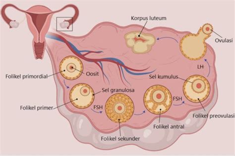 reproduksi ayam  Alat reproduksi ayam jantan terdiri atas testis, eppididimis, duktus deferens dan organ kopulasi