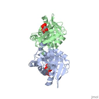 ribose 5 phosphate isomerase  Rpi acts as a key enzyme in the oxidative pentose-phosphate cycle where it catalyzes the reversible con-version of ribose-5-phosphate (R5P) to ribulose-5-phosphate (Ru5P)