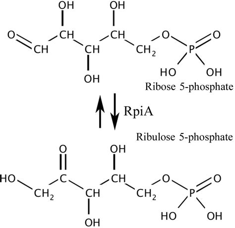 ribose 5 phosphate isomerase  The affected male patient had psychomotor retardation from early childhood, developing epilepsy at 4 years of age