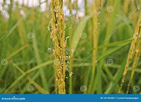 rice panicle farmer's delight  All Star Business Systems