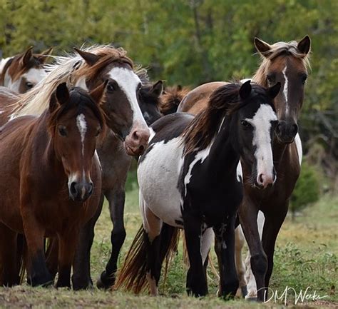 rickman spanish mustangs  Rickman Spanish Mustangs