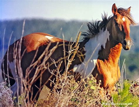 rickman spanish mustangs  Yes, the Rickman Spanish Mustangs are more than nice to look at