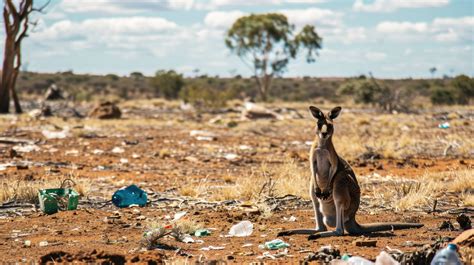 ripple kangaroo garbage  Rare White Blend is a term Wine-Searcher uses to group together white wine made from uncommon or unusual grape variety blends