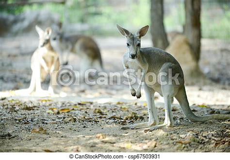 risky kangkarot  Female red kangaroos are smaller, lighter, and