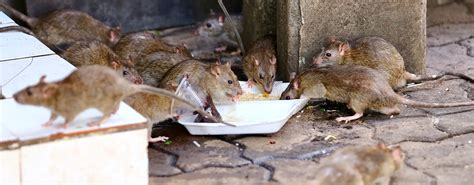 rodent control acacia gardens  Ehrlich, Arrow, and Aptive all offer child and pet-friendly options for pest control treatments