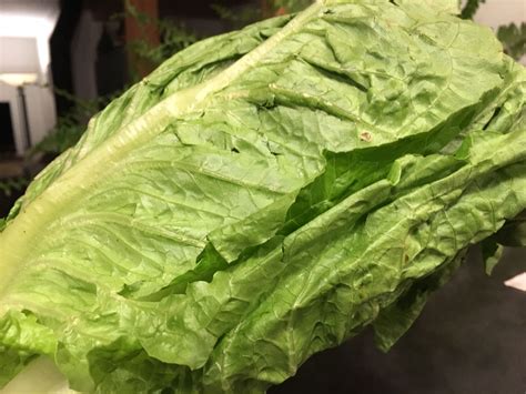 romanlettuce leak Leaks