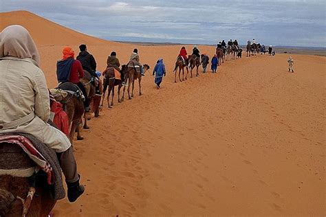 rombongan berkendaraan unta di padang pasir tts  Rombongan berkendaraan unta di padang pasir: HABITAT: Savana, hutan hujan, padang pasir, dsb: ONTA: Mamalia