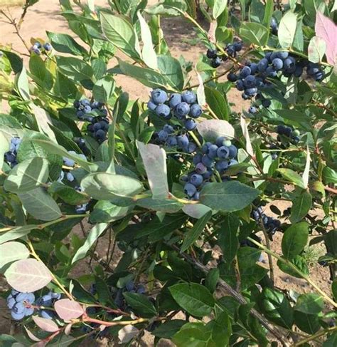 roshak berry shak  Urban Farm