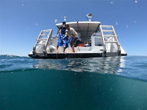 rottnest charter boats  Departing daily from Fremantle and Perth, the award-winning SeaLink ferry service to Rottnest Island provides a seamless journey to Perth’s favourite island paradise