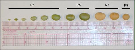 rvs 2002-4 soybean 07 in 2018