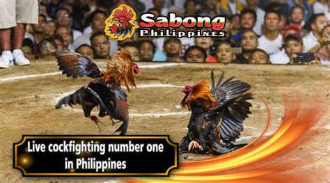 sabong international cockfight login  Proper conditioning is critical for gamefowl that is being trained for Sabong fights