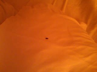 saddle brook marriott bed bugs  Cancel