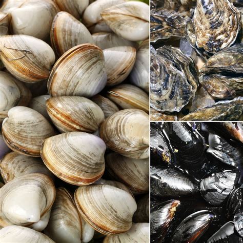 saltwater clams bivalves used in seafood dishes The Pismo clam, Tivela stultorum, gets its name from the Chumash Indian word “pismu,” meaning “tar,” because of the natural deposits of tar found in the Pismo Beach area