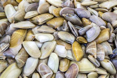 saltwater clams bivalves used in seafood dishes  Clams are able to adapt to changes in their environment, such as changes in water temperature and salinity levels