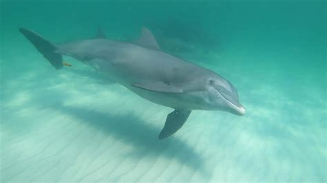 salty mary dolphin and snorkel tours  $749