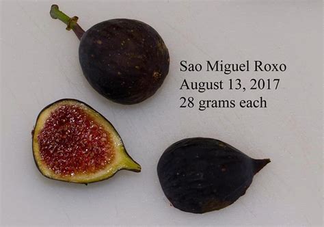 sao miguel roxo fig for sale  Etna flavor