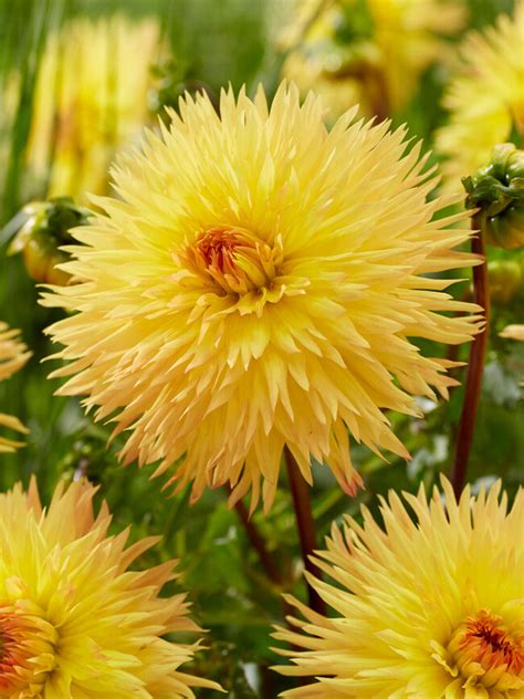 sassafras dahlia Dahlias are one of the summer’s full sun favorites