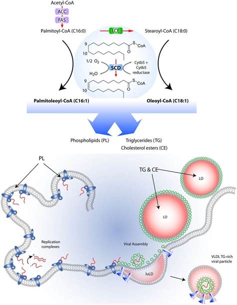 scd1  SCD1 is a lipid metabolism enzyme that is abnormally expressed in some human carcinomas, such as clear cell renal cell carcinoma (ccRCC)