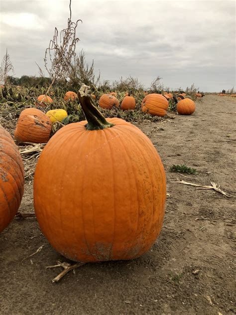 schaake's pumpkin patch  If you're planning to use your pumpkin for carving, choose one that's