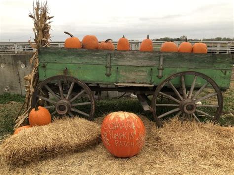 schaake's pumpkin patch  1791 North 1500 Rd