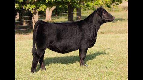 schaake farms **INTRODUCING** SFI Brigade D21 (Reg: ASA 3139298) As the lead member of Schaake's champion Denver pen in 2017, Brigade captured the attention of the industry with his massive build and dominating