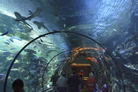 scuba diving aquarium las vegas  More than 100 sharks and 2,000 animals total live at this aquarium in Las Vegas, which is North America's only predator-based aquarium exhibit