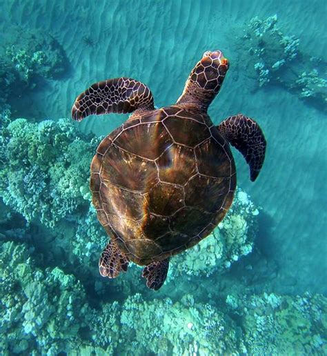 scubacat turtle cruise  The Kemp’s ridley is the most endangered species of sea turtle