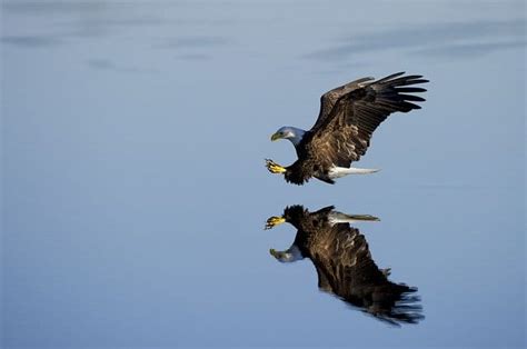 sea eagle 4 letters  What is a group of six? A sextet (or hexad) is a formation containing exactly six members