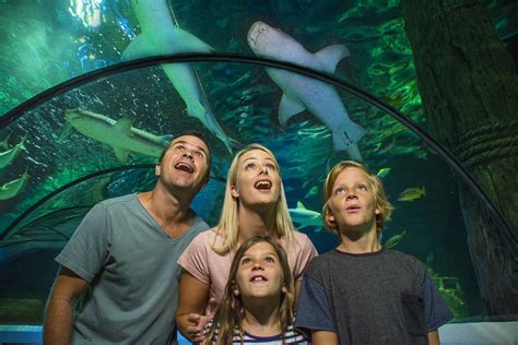 sea life sunshine coast aquarium Overall, SEA LIFE Sunshine Coast is a fantastic day out filled with exciting experiences, marine animal encounters, and fun activities for you and your loved ones