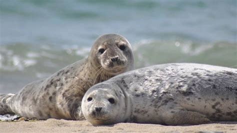 seal sound name  They use coos when they interact, screams when excited, as well as shrieks, whines, whis