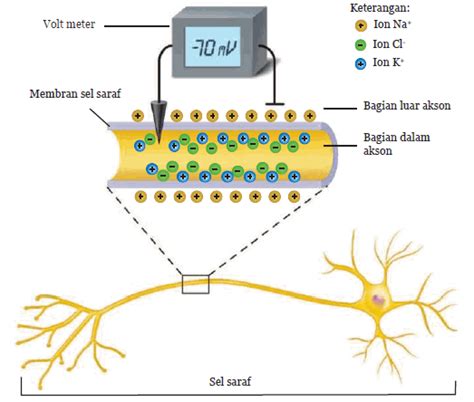 sebutkan isolator listrik yang terdapat pada sel saraf  Kita bahas satu persatu, yuk! Struktur Sel Saraf (neuron) Ada 7 bagian struktur sel saraf yang perlu kamu ketahui