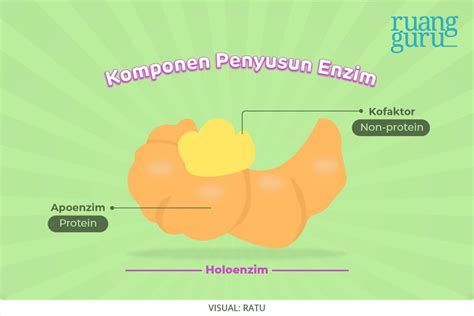 sebutkan sifat sifat enzim  Klasifikasi Asam dan Basa