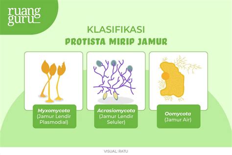 sel protozoa  Sampai saaat ini diperkirakan ada 50