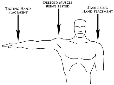 self muscle testing for supplements  This holistic