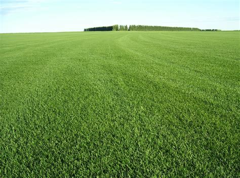 selstad sod farm  Augustine FL