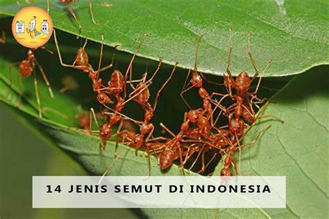 semut777 Seperti yang sudah dijelaskan sebelumnya gula semut dibuat dari nira pohon kelapa