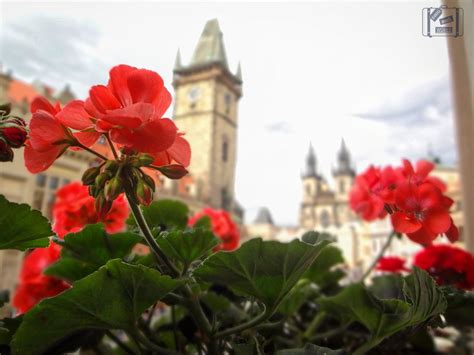 send flowers to prague czech republic Prague is a huge city with several district articles containing sightseeing, restaurant, nightlife and accommodation listings — have a look at each of them