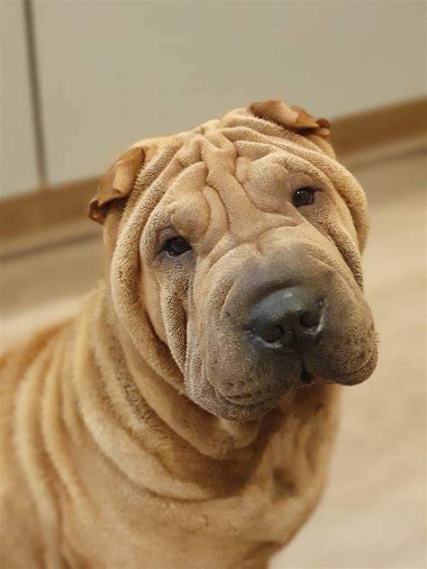 shar pei opis rasy  Comportament Shar Pei