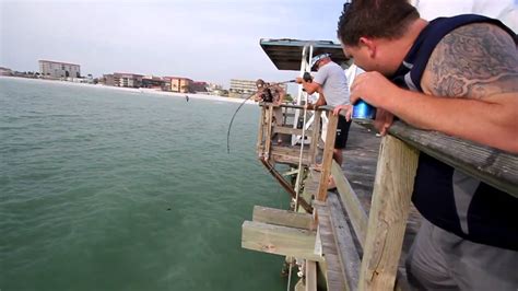 shark boat tour madeira beach fl  from 