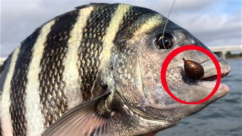 sheepshead fish regulations florida  Desselle’s catch is also the current world record