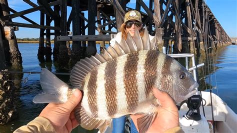 sheepshead fishing charleston sc 00