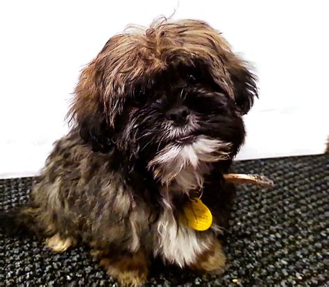 shih tzu for sale leeds  Enderby, BC V0E 1V1