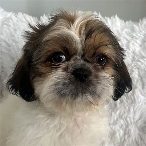 shih tzu puppies for sale scotland  Most recent first