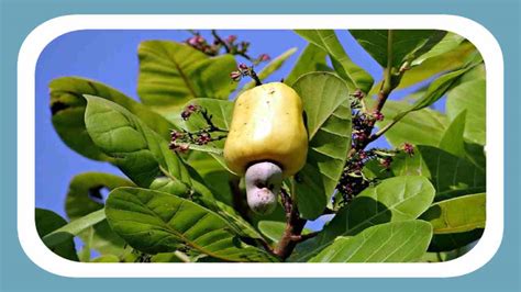 shikuwasa fruit in hindi We proudly extract our Shikuwasai essential oil from green fruits grown in Amaraleja, Alentejo