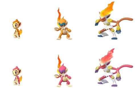 shiny chimchar line  ya i have chimchar and monferno in legends arceus but now i can evolve this into infernape to have the full evolution lineWith Tenor, maker of GIF Keyboard, add popular Shinny animated GIFs to your conversations