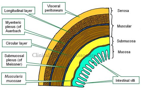 short gi feature  Short-term consequences of lack of GI immune reconstitution are not evident, but vigilance is warranted for polyps, cancers, and