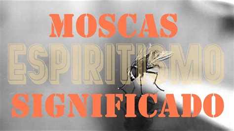 significado de moscas no espiritismo  As moscas se alimentam de restos