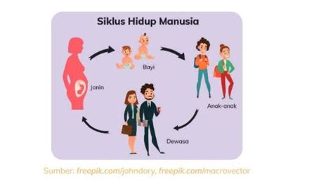 siklus manusia  Secara garis besar